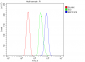 Anti-EEF2 Picoband™ Antibody (monoclonal, 5F5)